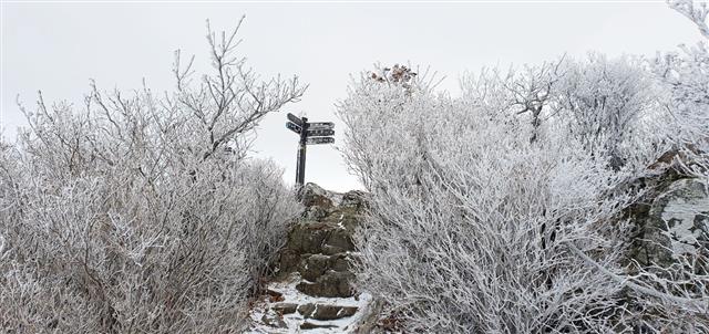 무등산에 내려앉은 상고대