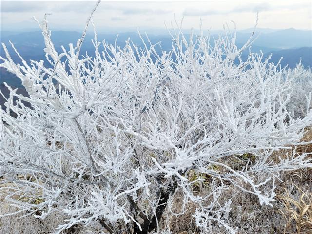 무등산에 상고대가 활짝 피었어요