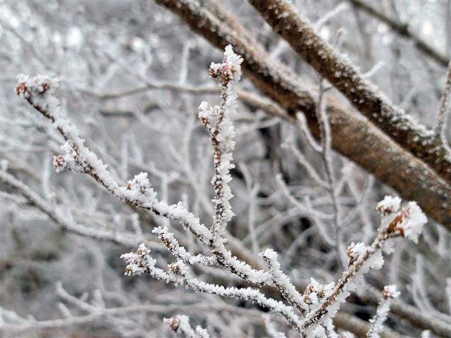 무등산 상고대 활짝