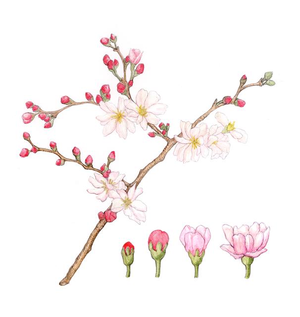 대부분 벚나무속 식물의 꽃은 봄에만 볼 수 있지만 춘추벚나무 아우툼날리스는 1년에 두 번, 봄과 가을에 꽃을 피운다. 다만 가을에는 봄과 같이 꽃이 가지에 만발하지는 않는다.