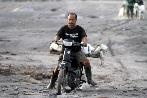 A man rides a motorbike as he evacuates livestock from an area affected by the eruption of Mount Semeru volcano in Sumberwuluh, Lumajang, East Java province, Indonesia, December 5, 2022, in this photo taken by Antara Foto. Antara Foto/Umarul Faruq/ via REUTERS ATTENTION EDITORS - THIS IMAGE HAS BEEN SUPPLIED BY A THIRD PARTY. MANDATORY CREDIT. INDONESIA OUT. NO COMMERCIAL OR EDITORIAL SALES IN INDONESIA./2022-12-05 11:50:41/ <연합뉴스