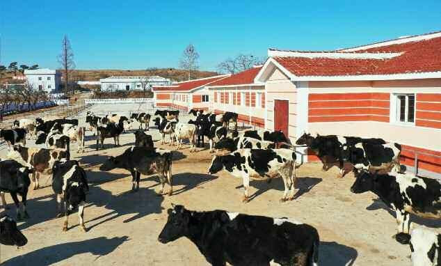 개건현대화 완료한 북한 대안젖소목장…“육아 정책 꽃펴”