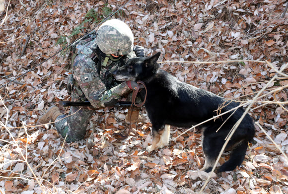육군 32보병사단이 8일 세종 금남면 사단 기동대대에서 정찰견 달관이의 은퇴식을 연 가운데 이날 오전 달관이가 탐지 및 정찰훈련을 선보이고 있다. 2022.12.8  연합뉴스