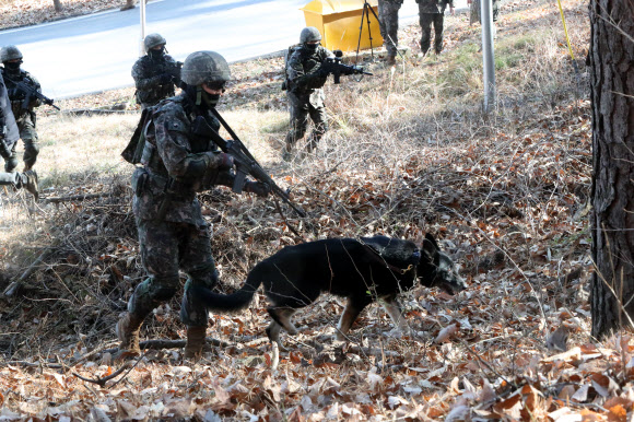 육군 32보병사단이 8일 세종 금남면 사단 기동대대에서 정찰견 달관이의 은퇴식을 연 가운데 이날 오전 달관이가 탐지 및 정찰훈련을 선보이고 있다. 2022.12.8  연합뉴스