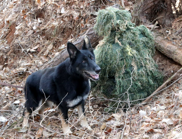 육군 32보병사단이 8일 세종 금남면 사단 기동대대에서 정찰견 달관이의 은퇴식을 연 가운데 이날 오전 달관이가 탐지 및 정찰훈련을 선보이고 있다. 2022.12.8  연합뉴스