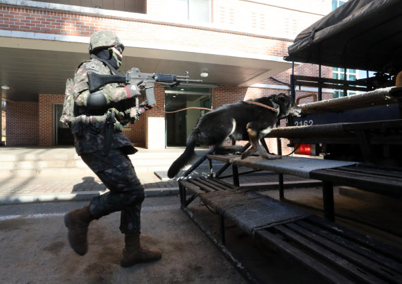 육군 32보병사단이 8일 세종 금남면 사단 기동대대에서 정찰견 달관이의 은퇴식을 연 가운데 이날 오전 달관이가 탐지 및 정찰훈련을 선보이고 있다. 2022.12.8  연합뉴스