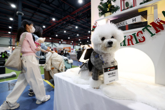 9일 오후 서울 강남구 세텍(SETEC)에서 열린 ‘크리스마스 서울펫쇼’에서 한 반려견이 포즈를 취하고 있다. 2022.12.9  연합뉴스