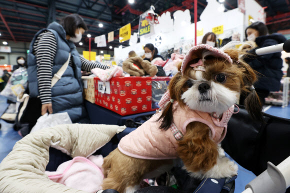9일 오후 서울 강남구 세텍(SETEC)에서 열린 ‘크리스마스 서울펫쇼’에서 한 반려견이 포즈를 취하고 있다. 2022.12.9  연합뉴스