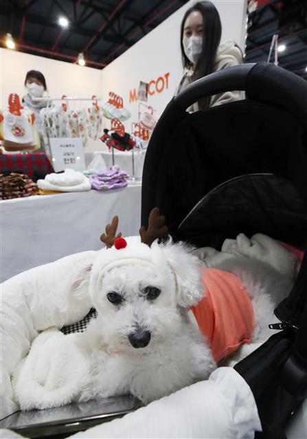 9일 서울 강남구 세텍(SETEC)에서 열린 크리스마스 서울펫쇼에서 반려견과 행사장을 찾은 관람객들이 반려동물용품을 살펴보고 있다. 2022.12.9 뉴스1