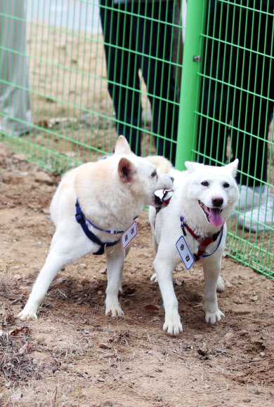 건강해 보이는 곰이·송강