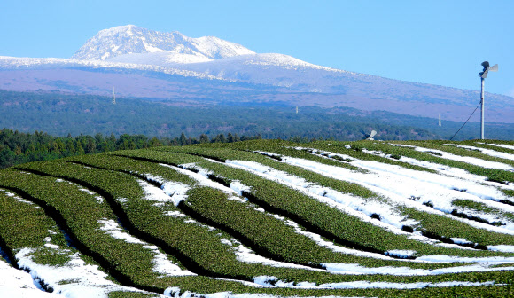 20일 오전 제주 서귀포시 도순동의 한 다원에서 바라본 한라산 정상부에 폭설이 쌓여 눈길을 끌고 있다. 제주지역에는 지난 17일부터 18일 이틀 사이 최고 30㎝가 넘는 눈이 내렸다. 2022.12.20. 뉴시스