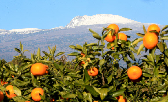 20일 오전 제주 서귀포시 남원읍의 한 귤농장에서 바라본 한라산에 폭설이 쌓여 눈길을 끌고 있다. 제주지역에는 지난 17일부터 18일 이틀 사이 최고 30㎝가 넘는 눈이 내렸다. 2022.12.20. 뉴시스