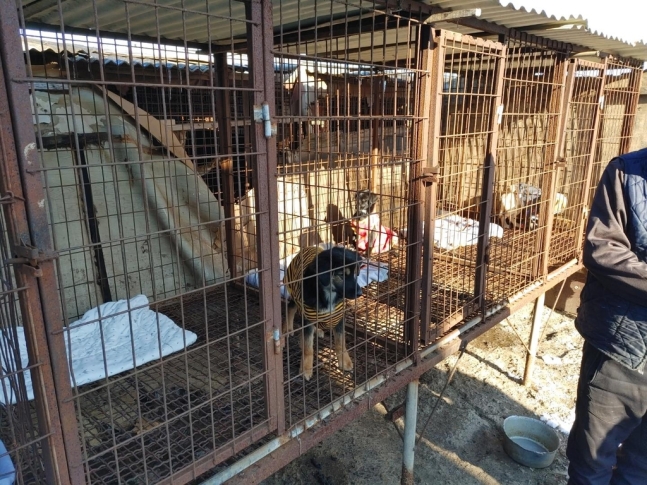 불법 도살 의혹을 받는 개 사육장. 동물구조119 제공