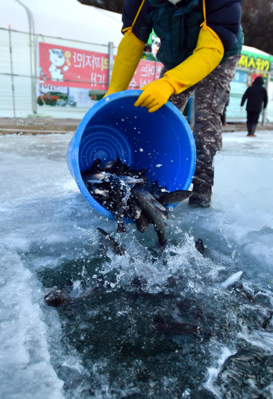 화천산천어축제 앞두고 산천어 방류