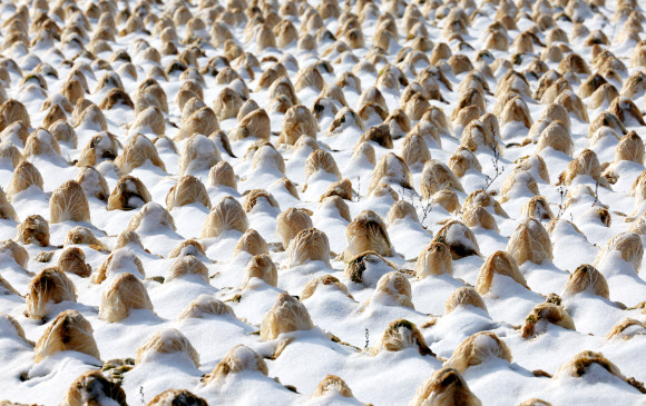 9일 강원 춘천시 서면 신매리에 심긴 배추가 눈을 맞은 채 버려져 있다. 영서 내륙 배추 주산지인 이곳 농민 중 일부는 배춧값 하락세에 인건비조차 건지지 못할 형편이 되자 수확을 포기했다. 2023.1.9  연합뉴스