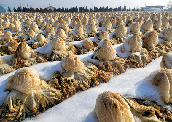 9일 강원 춘천시 서면 신매리에 심긴 배추가 눈을 맞은 채 버려져 있다. 영서 내륙 배추 주산지인 이곳 농민 중 일부는 배춧값 하락세에 인건비조차 건지지 못할 형편이 되자 수확을 포기했다. 2023.1.9  연합뉴스