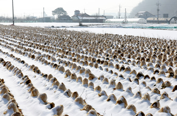 9일 강원 춘천시 서면 신매리에 심긴 배추가 눈을 맞은 채 버려져 있다. 영서 내륙 배추 주산지인 이곳 농민 중 일부는 배춧값 하락세에 인건비조차 건지지 못할 형편이 되자 수확을 포기했다. 2023.1.9  연합뉴스