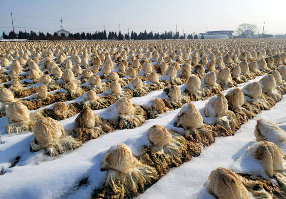 9일 강원 춘천시 서면 신매리에 심긴 배추가 눈을 맞은 채 버려져 있다. 영서 내륙 배추 주산지인 이곳 농민 중 일부는 배춧값 하락세에 인건비조차 건지지 못할 형편이 되자 수확을 포기했다. 2023.1.9  연합뉴스