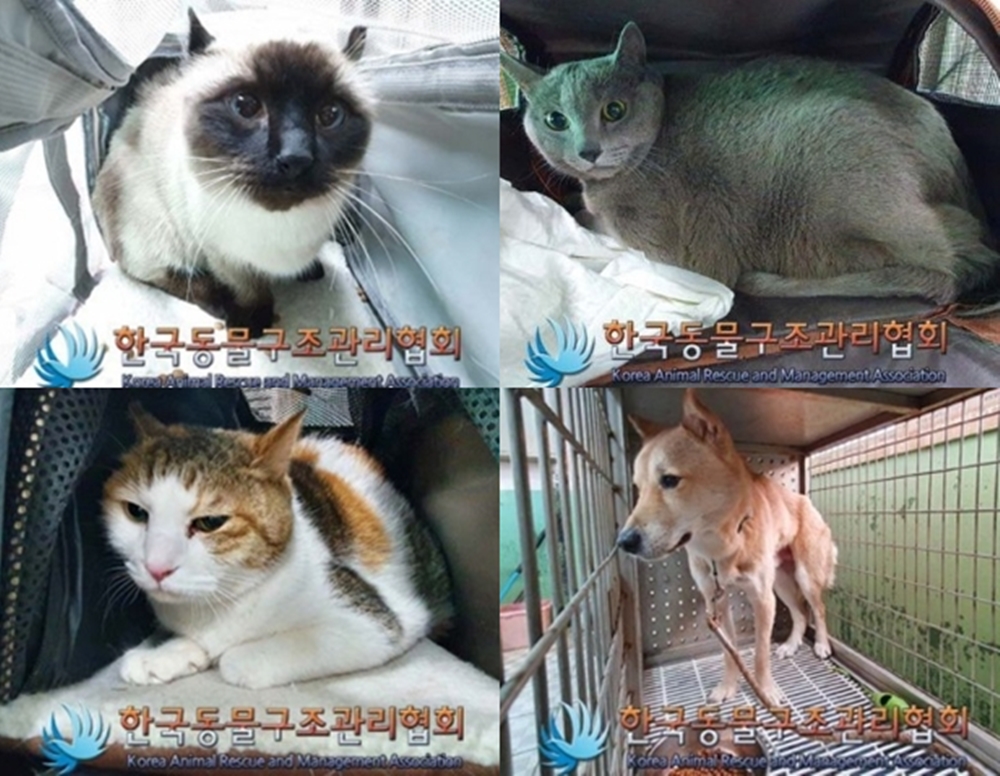 이기영(31)이 기르던 반려동물들. 한국동물구조관리협회 제공
