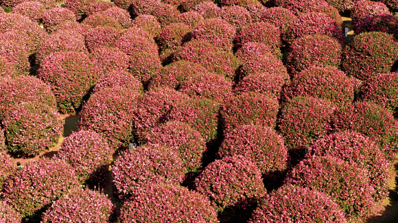 예쁘다, 제주의 겨울 동백꽃