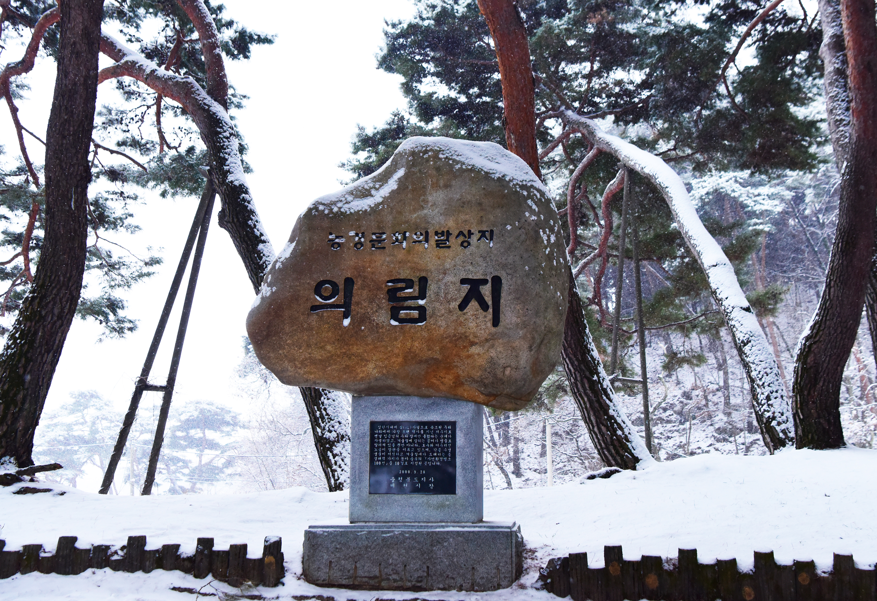 제천 의림지 솔숲과 표지석.