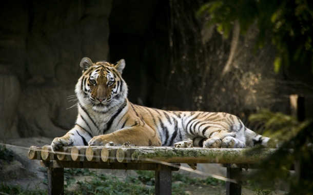 서울대공원에 있는 멸종위기 동물 시베리아 호랑이가 용맹한 자태를 뽐내고 있다. 서울대공원 제공
