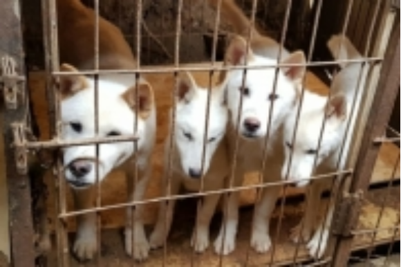 12일 오후 광주 북구 한 폐쇄를 앞둔 개농장에서 입양되지 못한 개들이 철장에 갇혀있다. 2022.12.12. 광주시동물보호소 제공