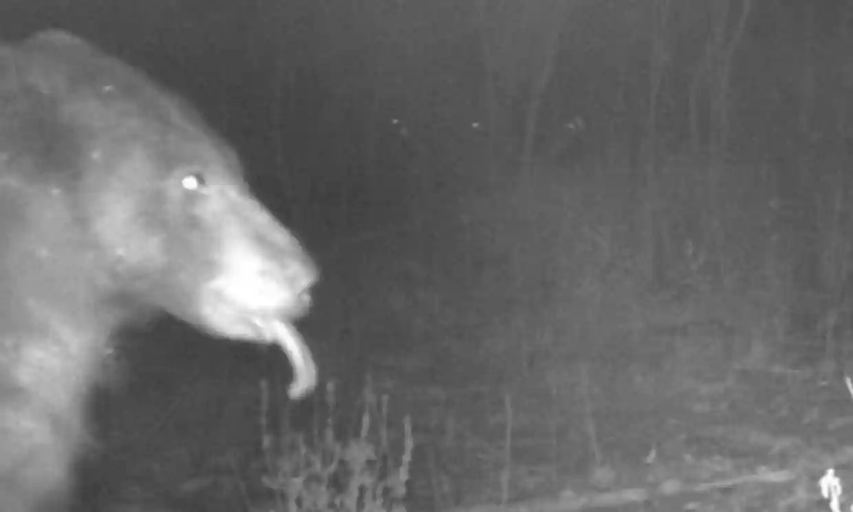 미국 콜로라도주 볼더시 공원의 카메라에 잡힌 야생 곰. 트위터 캡처