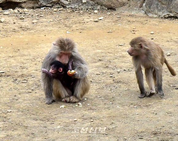 재일본조선인총연합회 기관지 조선신보는 1일 “인민들의 문화정서생활거점으로 훌륭히 꾸려진 중앙동물원에서 새 ‘식솔’들이 늘어나 사람들에게 기쁨을 더해주고있다”고 보도했다. 동물원 관계자에 따르면 지난해 150여종의 동물들이 1천200여마리의 새끼를 낳았다. 사진은 어미 몸에 붙어 있는 새끼사자돌원숭이. 2023.2.1. 평양 조선신보 연합뉴스