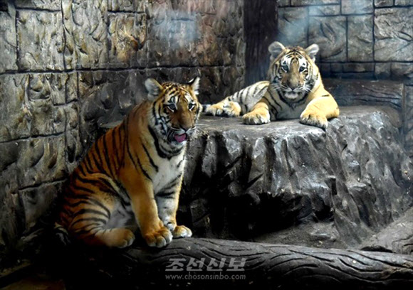 재일본조선인총연합회 기관지 조선신보는 1일 “인민들의 문화정서생활거점으로 훌륭히 꾸려진 중앙동물원에서 새 ‘식솔’들이 늘어나 사람들에게 기쁨을 더해주고있다”고 보도했다. 동물원 관계자에 따르면 지난해 150여종의 동물들이 1천200여마리의 새끼를 낳았다. 사진은 50㎏ 이상으로 자란 새끼조선범. 2023.2.1. 평양 조선신보 연합뉴스