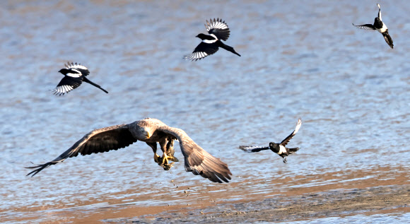 8일 강원 강릉시 남대천에서 월동 중인 멸종위기 야생생물 1급이자 천연기념물인 흰꼬리수리가 물고기를 빼앗으려는 까치를 피해 달아나고 있다. 2023.2.8 연합뉴스