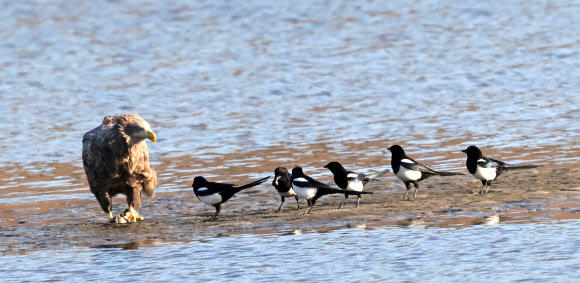 8일 강원 강릉시 남대천에서 월동 중인 멸종위기 야생생물 1급이자 천연기념물인 흰꼬리수리가 까치와 신경전을 벌이고 있다. 2023.2.8 연합뉴스