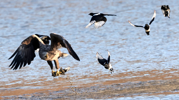 8일 강원 강릉시 남대천에서 월동 중인 멸종위기 야생생물 1급이자 천연기념물인 흰꼬리수리가 물고기를 빼앗으려는 까치를 피해 달아나고 있다. 2023.2.8 연합뉴스