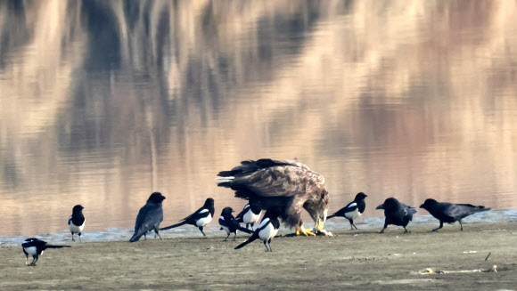 8일 강원 강릉시 남대천에서 월동 중인 멸종위기 야생생물 1급이자 천연기념물인 흰꼬리수리가 물고기를 사냥하자 까마귀와 까치 등이 주변에서 이를 빼앗아 먹기 위해 기회를 노리고 있다. 2023.2.8 연합뉴스
