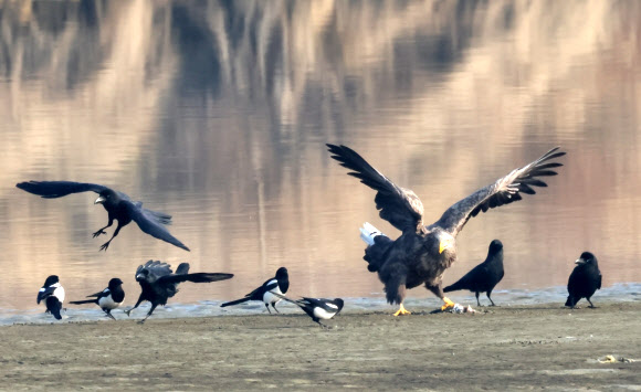 8일 강원 강릉시 남대천에서 월동 중인 멸종위기 야생생물 1급이자 천연기념물인 흰꼬리수리가 물고기를 사냥하자 이를 빼앗아 먹기 위해 주변에 모인 까마귀와 까치와 신경전을 벌이고 있다. 2023.2.8 연합뉴스