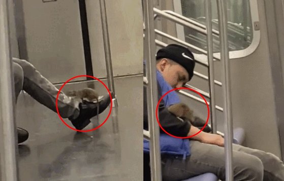 뉴욕 지하철에서 한 남성의 몸을 기어 다니는 쥐. 트위터 캡처