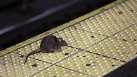 뉴욕 타임스스퀘어의 지하철역에서 먹이를 찾는 쥐. AP 연합뉴스