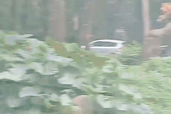 인도네시아 사파리 수사자끼리 싸우다 관람객 자동차로 돌진