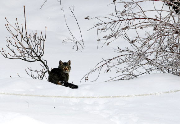 14일 강원 평창군 대관령의 눈 쌓인 들판에 고양이가 앉아 있다. 강원지방기상청은 이날 오후부터 또다시 눈이 다시 내리기 시작하면서 내일 늦은 오후까지 영동 중·남부를 중심으로 많은 눈이 쌓일 것으로 내다봤다. 2023.2.14. 연합뉴스