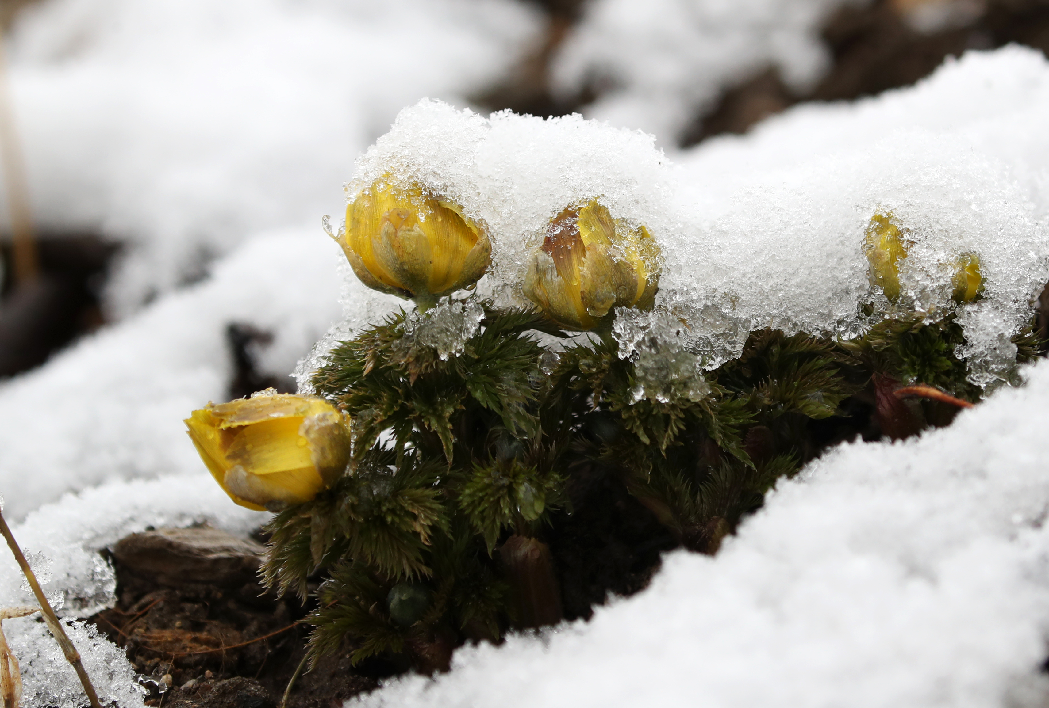 눈 속에 핀 복수초… 겨울과 봄의 조화