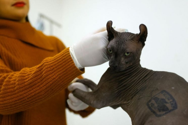 멕시코의 한 교도소에서 마약 카르텔 간부가 키우던 것으로 추정되는 스핑크스 고양이의 몸에 ‘멕시코산’이라는 문구가 새겨져 있다. 로이터 연합뉴스
