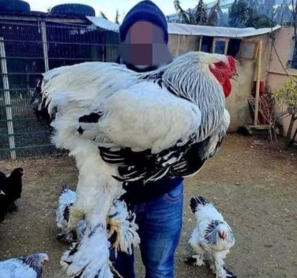 브라마 닭을 들고 있는 한 성인 남성. 트위터 캡처