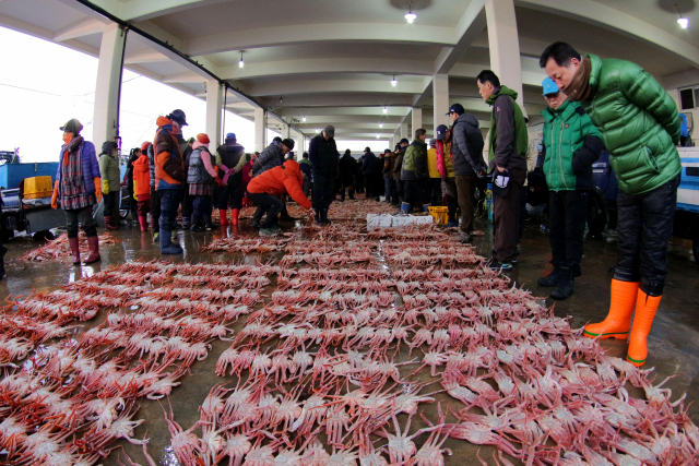 경북 울진 후포항 위판장에서 대게와 붉은대게 경매가 열리고 있다.