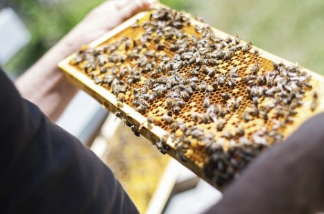 농림축산식품부는 지난 2월 22일 꿀벌 폐사 피해의 주요 원인이 방제제에 내성을 지닌 응애가 주요 원인이라고 지목했다. 양봉 자료사진. 픽사베이