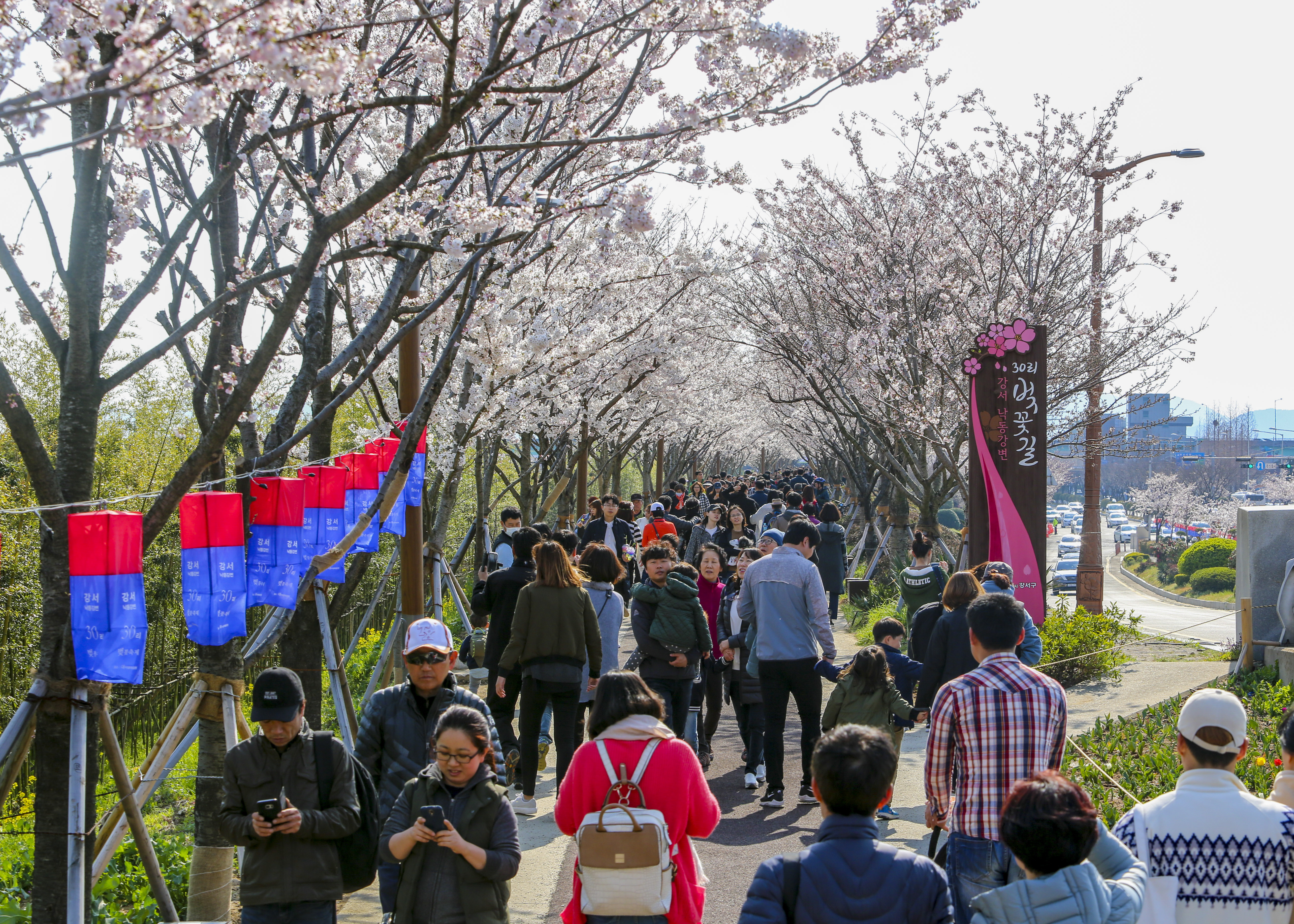 2019년 열린 강서 낙동강 30리 벚꽃축제 모습. 부산 강서구 제공