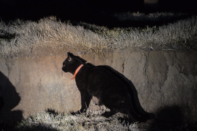 제주도세계유산본부는 27일 천연기념물 뿔쇠오리 보호를 위해 마라도 고양이 반출을 위한 사전 준비  작업에 착수했다.  한국조류보호협회 제주도지회 제공