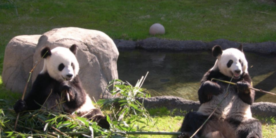미국 멤피스 동물원의 판다 곰. 멤피스 동물원 홈페이지