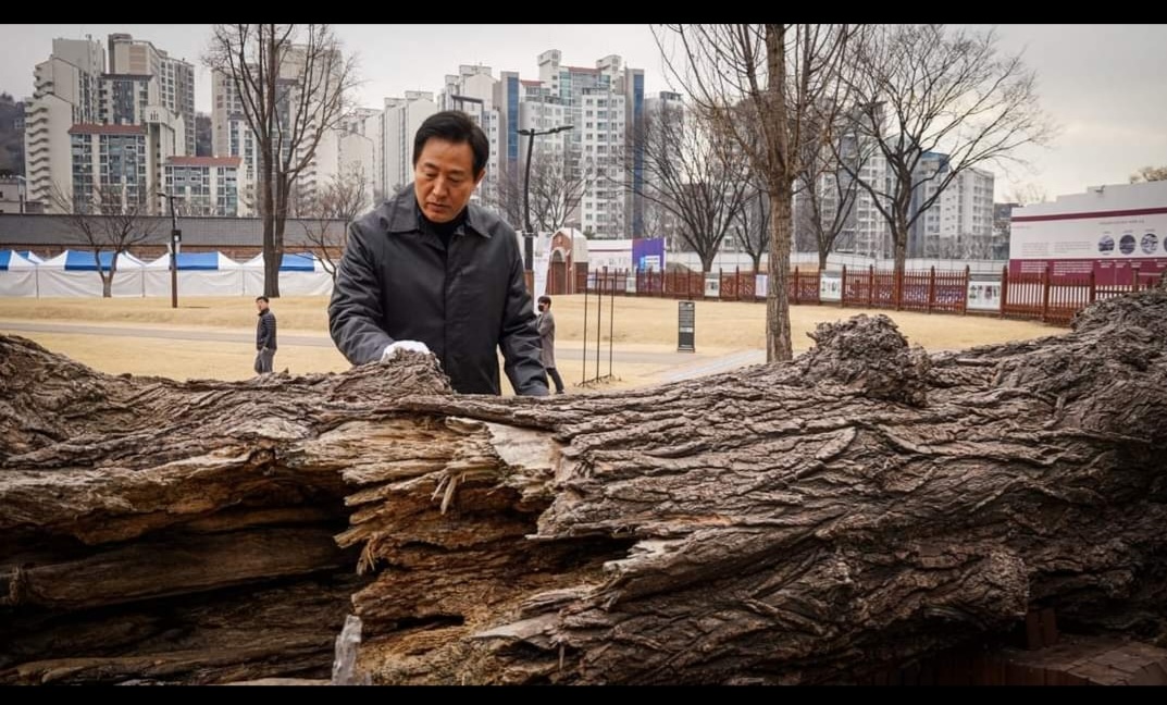 오세훈 서울시장이 3·1절 하루 전인 28일 서울 서대문형무소를 방문해 보전처리된 ‘통곡의 미루나무’를 만져보고 있다. 오세훈 시장 SNS 캡쳐