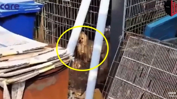현장에서 구조된 개. 유튜브 채널 ‘케어’ 영상 캡처