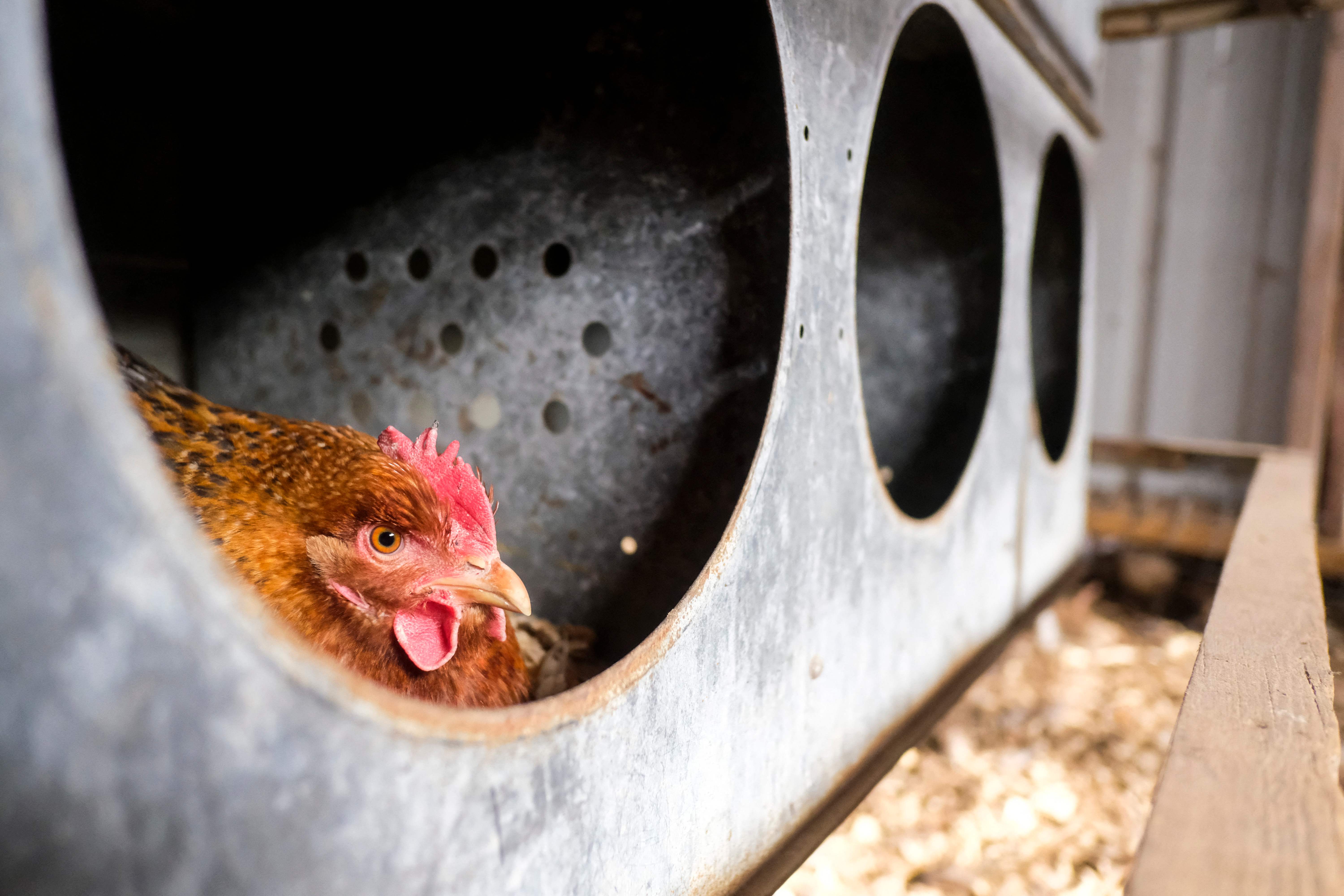 미국 미시간주 한 양계장의 닭.  AFP 연합뉴스